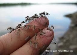 комарики ...jpg