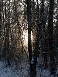 Утро в зимнем лесу