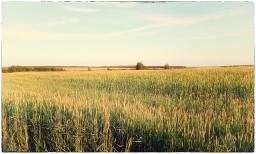 Бескрайние поля пшеницы.jpg